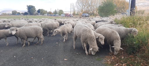 RV camping in the mountains